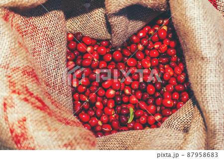 Farmers picked fresh red coffee berries from sacks of hemp. Farmers picked fresh red coffee berries from sacks of hemp. 87958683