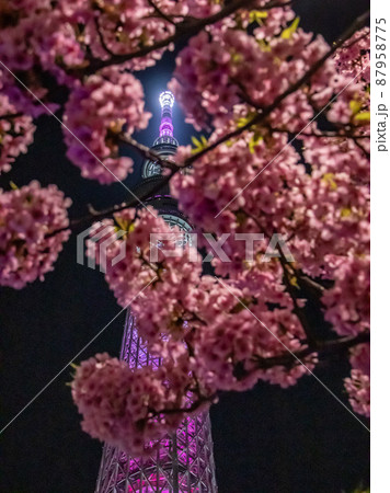 東武橋の夜桜　スカイツリー 87958775