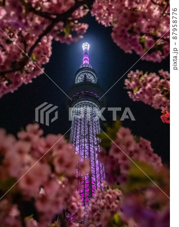 東武橋の夜桜 スカイツリー 東武橋の夜桜 スカイツリー 87958776