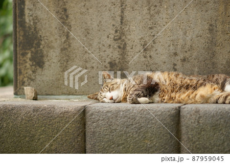 のんびり昼寝するノラネコ 87959045
