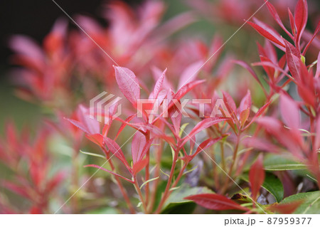 アセビ(馬酔木)の若葉 アセビ(馬酔木)の若葉 87959377