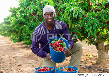 Man is picking cherries into the buckets Man is picking cherries into the buckets 87959476