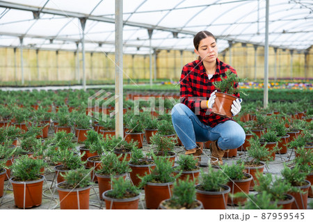Female greenhouse worker caring for rosemary 87959545