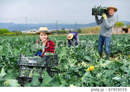 Woman farmer harvesting broccoli at a vegetable farm Woman farmer harvesting broccoli at a vegetable farm 87959559