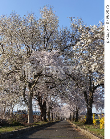 満開の桜　さくら　サクラ　まほろばの緑道 87960075