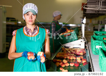 Woman in uniform holding peaches during sorting to crates at warehouse Woman in uniform holding peaches during sorting to crates at warehouse 87960192
