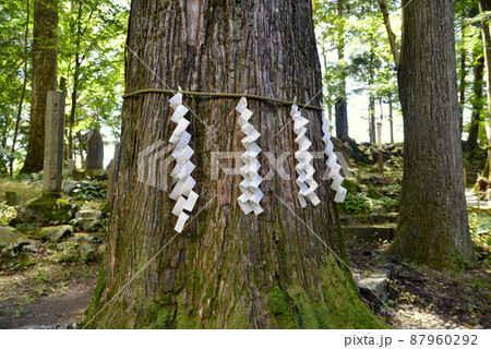 神社の御神木のしめ飾り 神社の御神木のしめ飾り 87960292