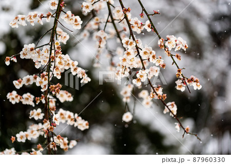 梅の花　雪が降る 87960330
