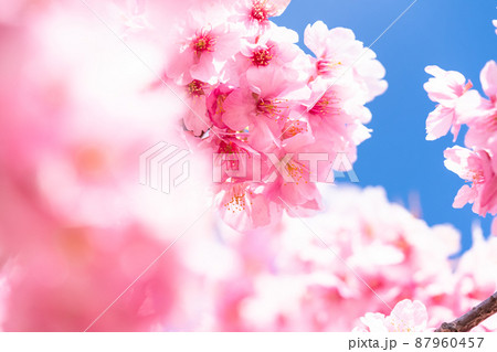 満開の河津桜 87960457