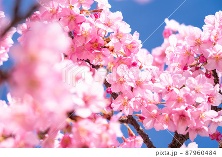 満開の河津桜 満開の河津桜 87960484