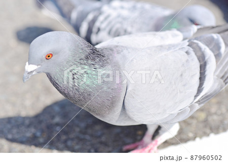 喧嘩しているハト 87960502