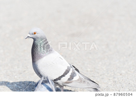 喧嘩しているハト 87960504