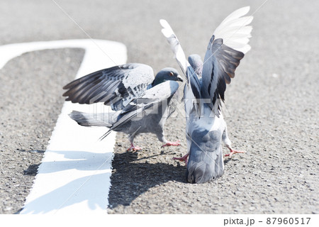 喧嘩しているハト 87960517