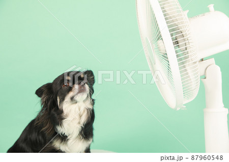 家庭用扇風機とロングコートチワワ  87960548