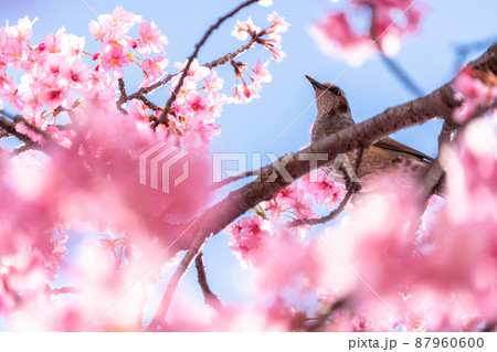 満開の河津桜とヒヨドリ 満開の河津桜とヒヨドリ 87960600