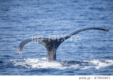 ザトウクジラ ザトウクジラ 87960865