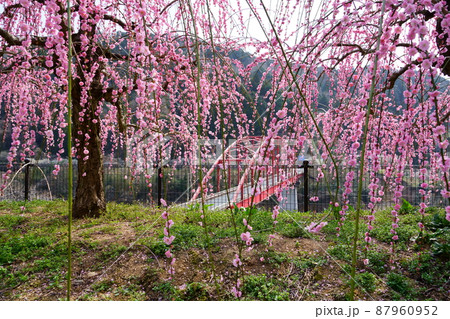 梅の頃・月ヶ瀬渓谷 梅の頃・月ヶ瀬渓谷 87960952