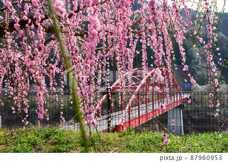 梅の頃・月ヶ瀬渓谷 87960953