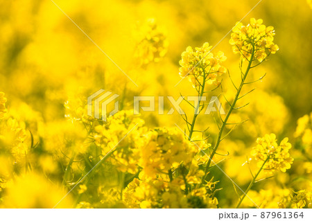 満開の菜の花畑・春イメージ 87961364