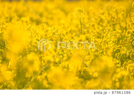 満開の菜の花畑・春イメージ 87961386