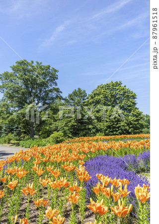 百合が原公園　札幌市 87961518