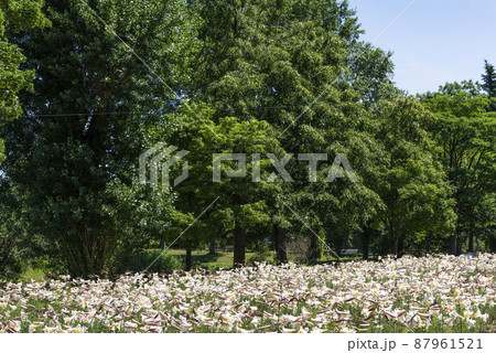 リーガルリリー　百合が原公園　札幌市 87961521