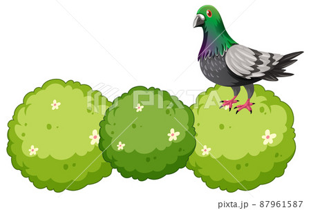 A pigeon on a bush 87961587