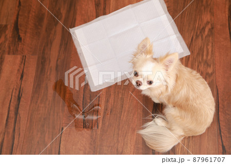 トイレシーツにおしっこできずに失敗をしてしまったロングコートチワワ  87961707