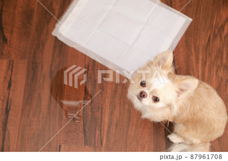 トイレシーツにおしっこできずに失敗をしてしまったロングコートチワワ  87961708