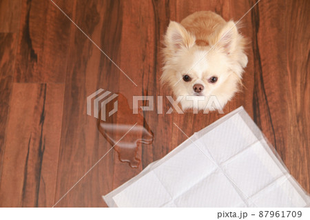 トイレシーツにおしっこできずに失敗をしてしまったロングコートチワワ トイレシーツにおしっこできずに失敗をしてしまったロングコートチワワ 87961709