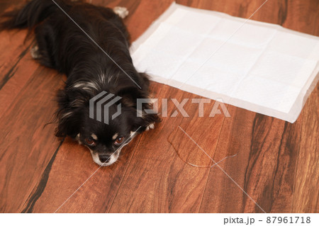 トイレシーツにおしっこできずに失敗をしてしまったロングコートチワワ  87961718