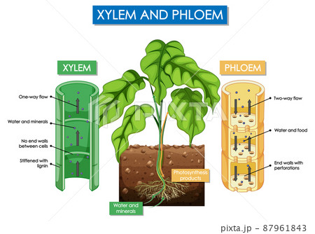 Diagram showing xylem and phloem plant 87961843