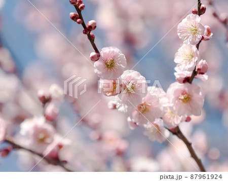 見驚 見驚 87961924