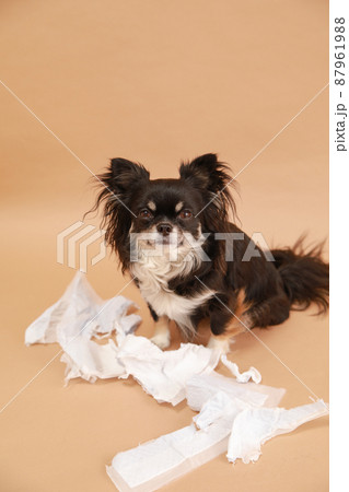 トイレシーツをぐちゃぐちゃに噛んでイタズラをしたロングコートチワワ の写真素材