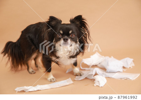 トイレシーツをぐちゃぐちゃに噛んでイタズラをしたロングコートチワワ  87961992