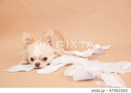 トイレシーツをぐちゃぐちゃに噛んでイタズラをしたロングコートチワワ  87962003