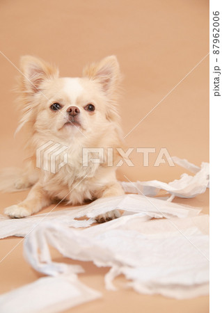 トイレシーツをぐちゃぐちゃに噛んでイタズラをしたロングコートチワワ の写真素材
