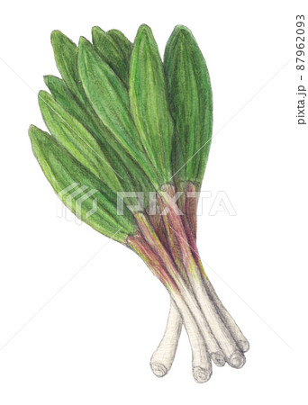 栄養たっぷり行者ニンニク 水彩色鉛筆イラスト 栄養たっぷり行者ニンニク 水彩色鉛筆イラスト 87962093