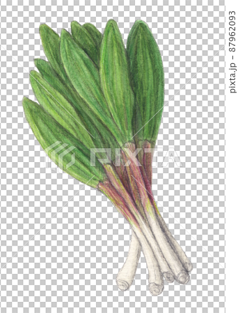 栄養たっぷり行者ニンニク 水彩色鉛筆イラスト 栄養たっぷり行者ニンニク 水彩色鉛筆イラスト 87962093