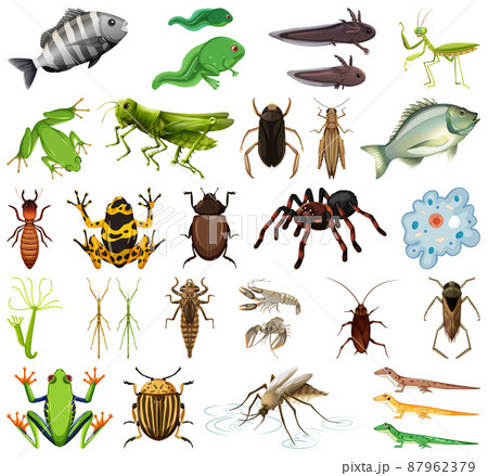 Different Kinds Of Insects And Animals On White のイラスト素材