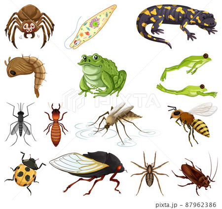 Different kinds of insects and animals on white background 87962386