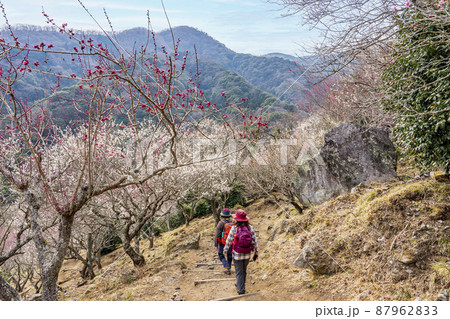 湯河原梅林 幕山公園 湯河原梅林 幕山公園 87962833