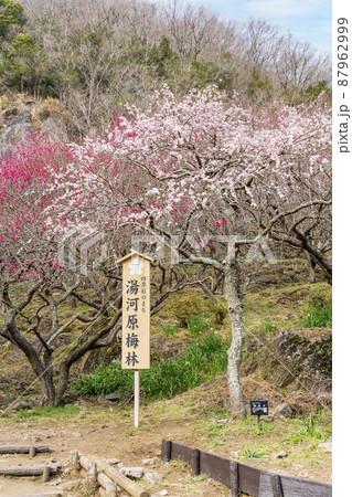 湯河原梅林 幕山公園 湯河原梅林 幕山公園 87962999