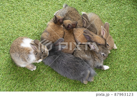 Group of eight cuddly furry rabbit bunny lying down sleep together on green grass over natural Group of eight cuddly furry rabbit bunny lying down sleep together on green grass over natural 87963123