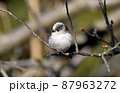 野鳥（エナガ） 87963272