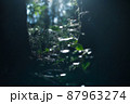 森の景色 87963274