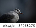 ユリカモメ 87963275