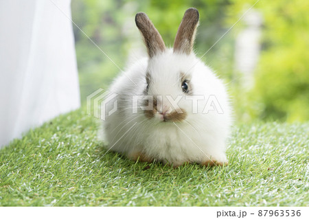 Lovely furry baby rabbit white and brown bunny looking at something while sitting on green grass Lovely furry baby rabbit white and brown bunny looking at something while sitting on green grass 87963536