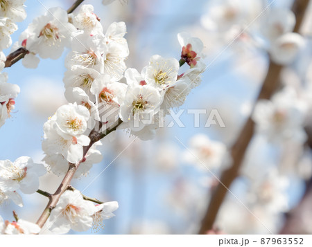 梅の花 梅の花 87963552