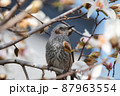 ヒヨドリ 87963554
